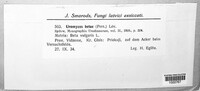 Uromyces betae image
